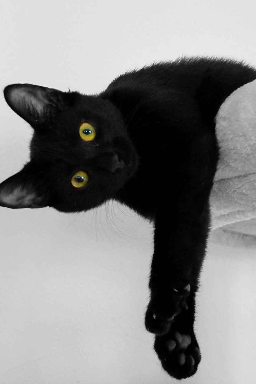 The Art of Relaxing Lessons from My Cat