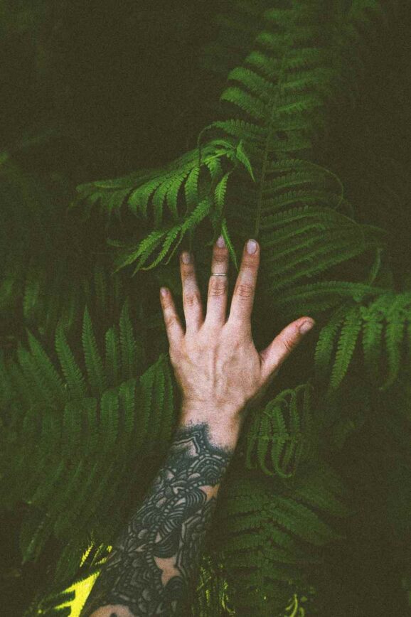 Why Fern Wallpaper Makes a Great Accent Wall