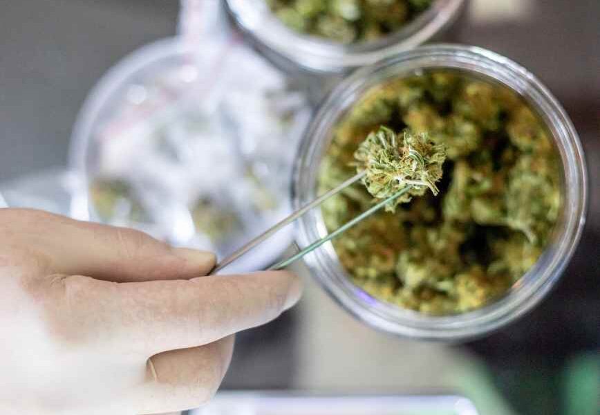 THCA Flower for Wellness: A Complete Guide for Beginners