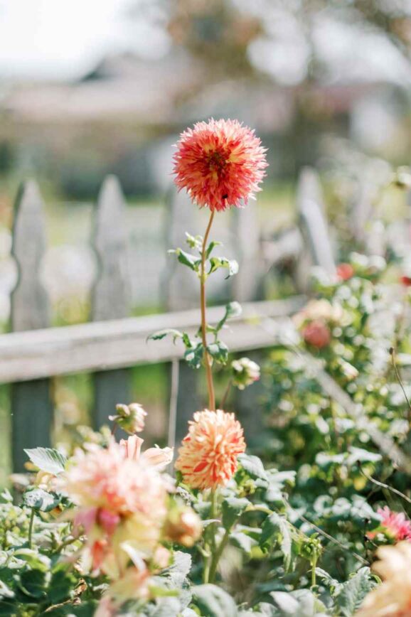 Finding Joy in Ordinary Summer Days
