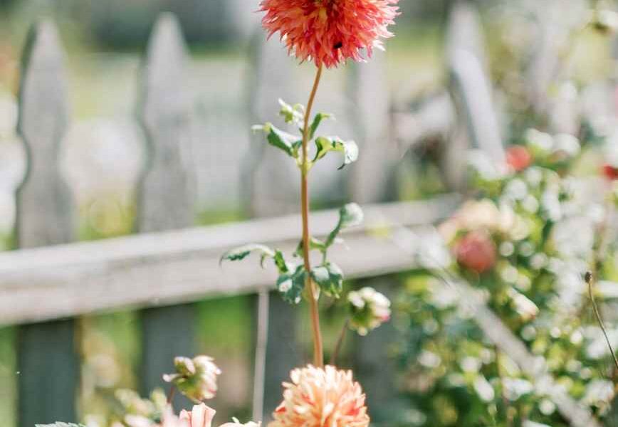 Finding Joy in Ordinary Summer Days