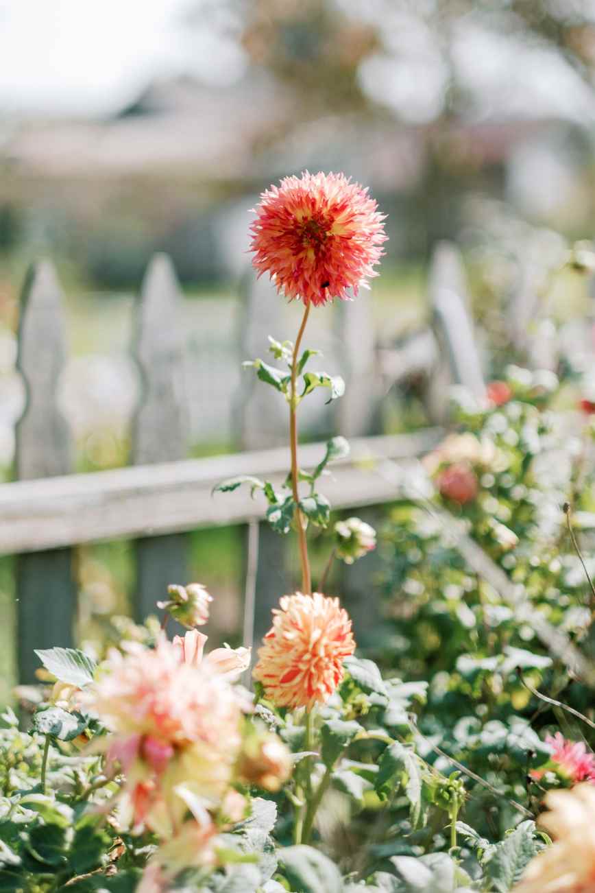 Finding Joy in Ordinary Summer Days