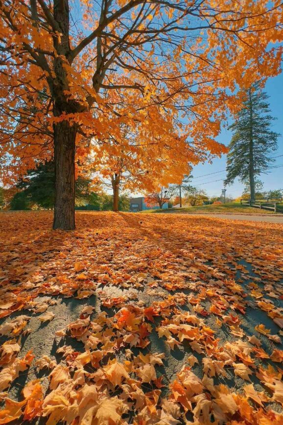 The Little Things That Tell Me Fall Has Finally Reached Georgia
