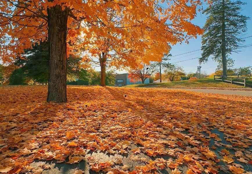 The Little Things That Tell Me Fall Has Finally Reached Georgia