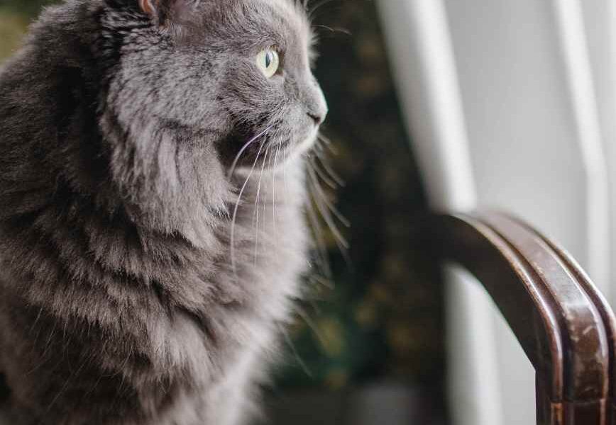A Pet Owner's Guide to Recognizing Common Cat Skin Conditions