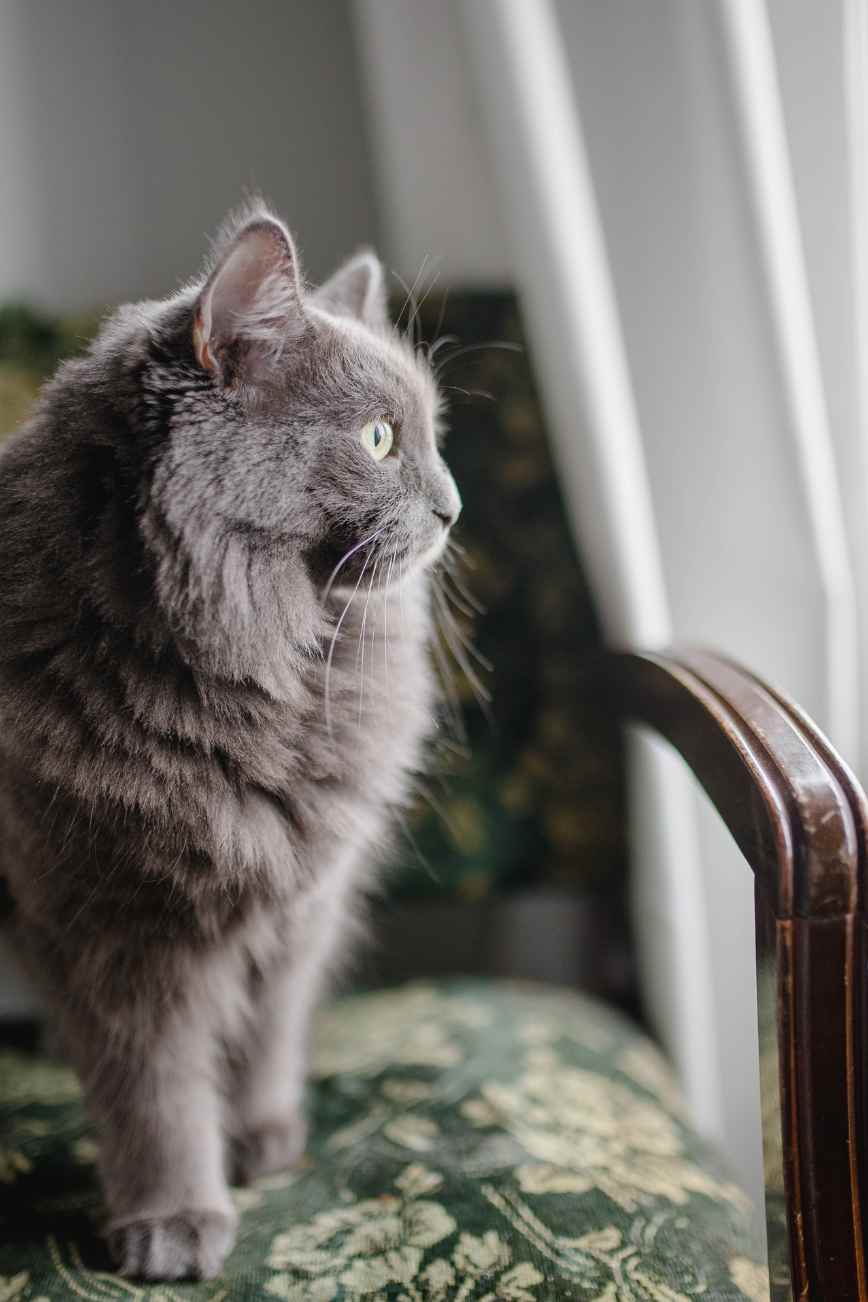 A Pet Owner's Guide to Recognizing Common Cat Skin Conditions