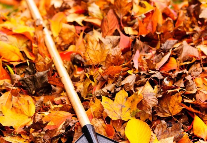 Fall Yard Cleaning Checklist_ 6 Essential Steps To Take