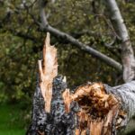 What to Do After Storm-Damaged Trees in Tega Cay, South Carolina