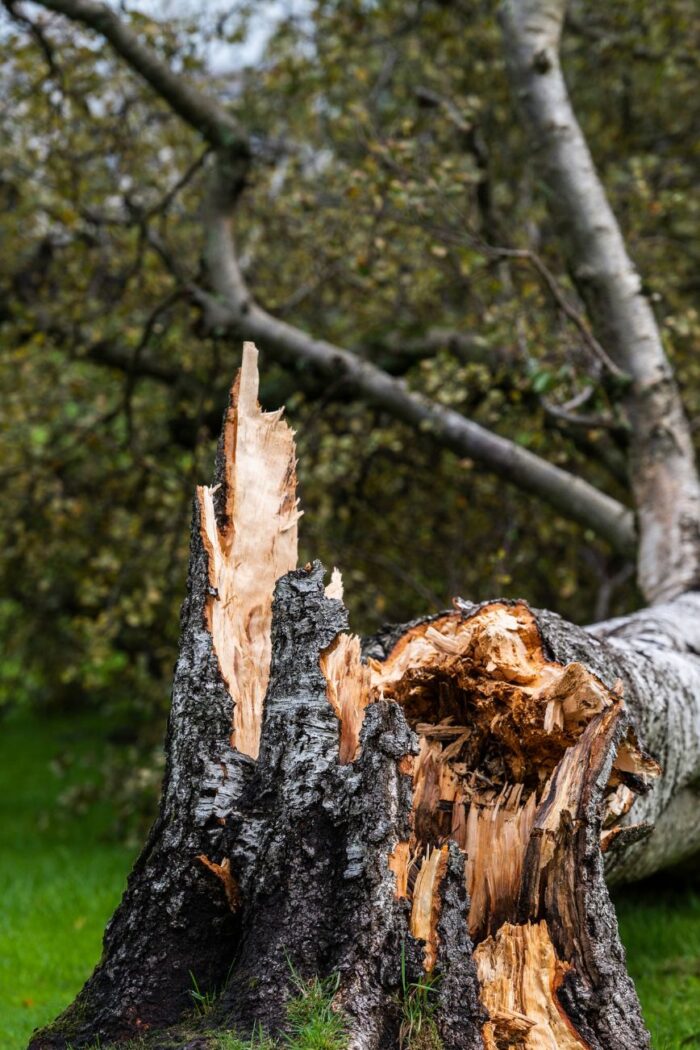 What to Do After Storm-Damaged Trees in Tega Cay, South Carolina
