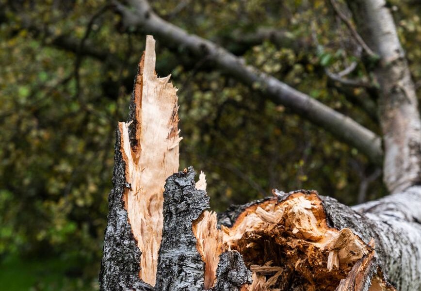 What to Do After Storm-Damaged Trees in Tega Cay, South Carolina